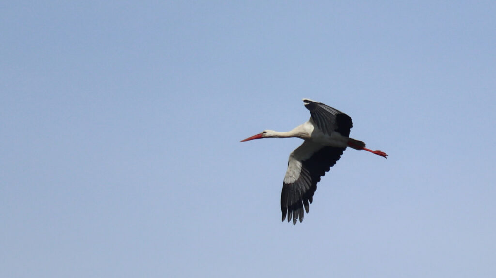 Storch im Flug